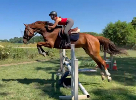 HorseID: 2310073 Chocolate Desire W - PhotoID: 1094666