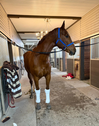 HorseID: 2310073 Chocolate Desire W - PhotoID: 1095100