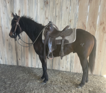 HorseID: 2310074 IKE EVANS - PhotoID: 1094667