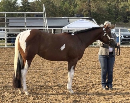 HorseID: 2310083 From This Moment - PhotoID: 1094669