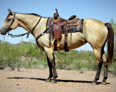 HorseID: 2310090 Miss Josies Song - PhotoID: 1094671