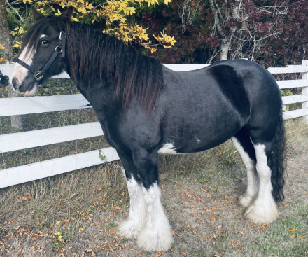 HorseID: 2310095 SD Kohls Lady Jane - PhotoID: 1095563