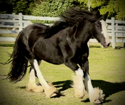 HorseID: 2310095 SD Kohls Lady Jane - PhotoID: 1095564