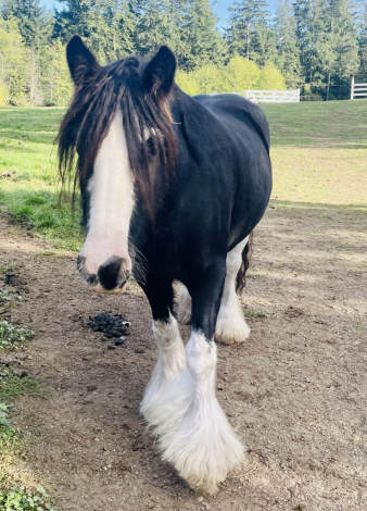 HorseID: 2310095 SD Kohls Lady Jane - PhotoID: 1095565