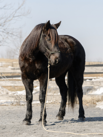 HorseID: 2310099 Razz - PhotoID: 1094673