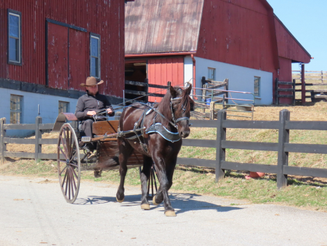 HorseID: 2310099 Razz - PhotoID: 1094674