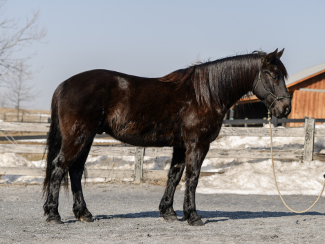 HorseID: 2310099 Razz - PhotoID: 1094675