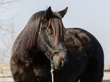 HorseID: 2310099 Razz - PhotoID: 1094676