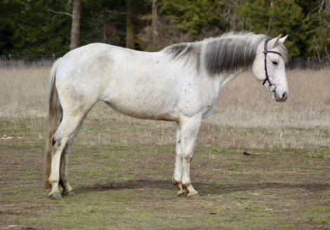 HorseID: 2310101 Ukiah - PhotoID: 1094765