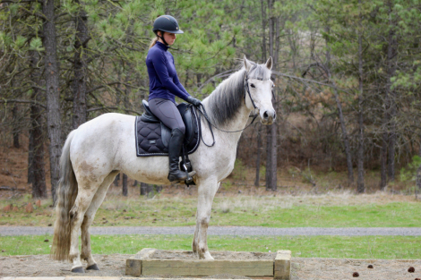HorseID: 2310101 Ukiah - PhotoID: 1094765