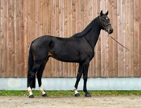 HorseID: 2310103 Million Grez Neuville - PhotoID: 1094677