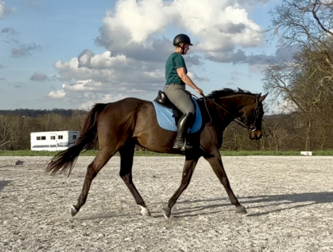 HorseID: 2310112 Wine Not - PhotoID: 1094679