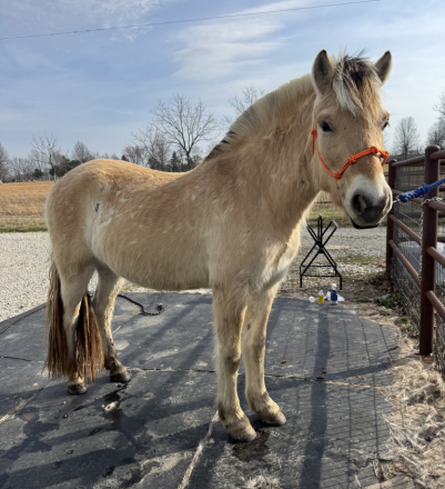 HorseID: 2310116 DD Ty - PhotoID: 1094683