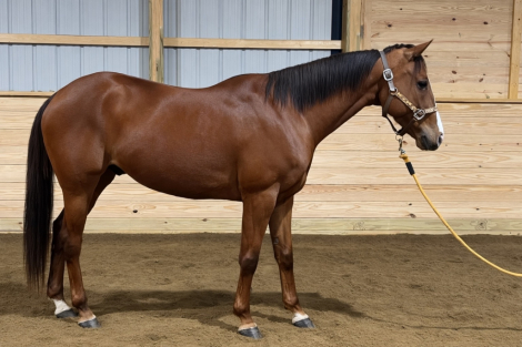 HorseID: 2310117 Blaze - PhotoID: 1094684