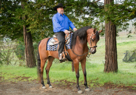 HorseID: 2310118 Lady Nashville - PhotoID: 1094714