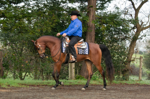 HorseID: 2310118 Lady Nashville - PhotoID: 1094715