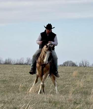 HorseID: 2310120 Martin - PhotoID: 1094686