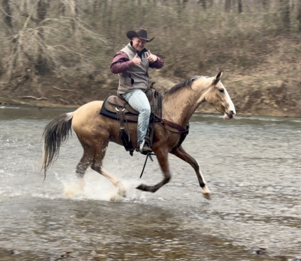 HorseID: 2310120 Martin - PhotoID: 1094687