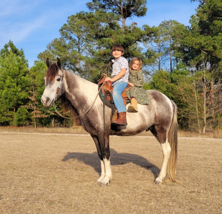 HorseID: 2310121 FGF Utah Indian Tribe - PhotoID: 1094689