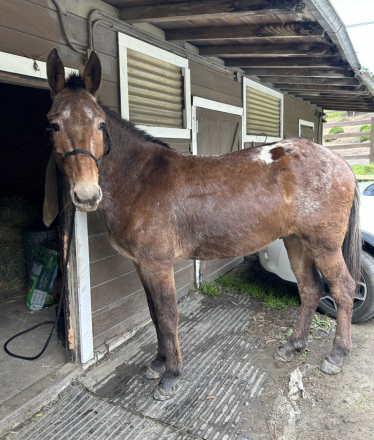 HorseID: 2310122 Finn - PhotoID: 1094693