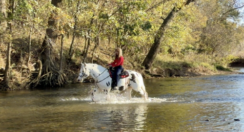 HorseID: 2310123 Dream Catcher - PhotoID: 1094695