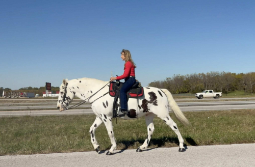 HorseID: 2310123 Dream Catcher - PhotoID: 1094696