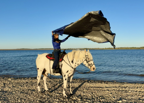 HorseID: 2310123 Dream Catcher - PhotoID: 1094697