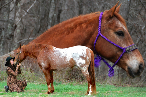 HorseID: 2310124 Applesauce - PhotoID: 1094698