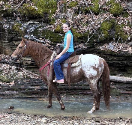 HorseID: 2310124 Applesauce - PhotoID: 1094699