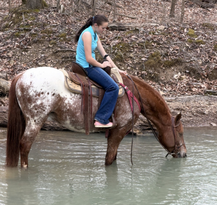 HorseID: 2310124 Applesauce - PhotoID: 1094701