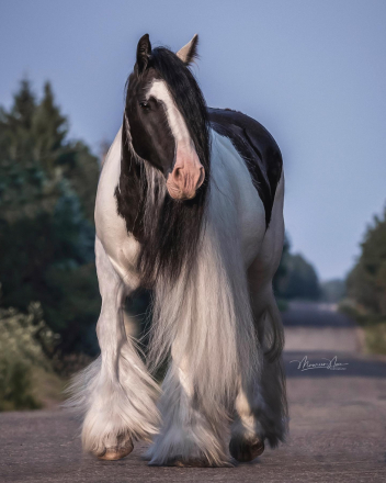 HorseID: 2310125 Gypsy Dreams Lily's Mayflower - PhotoID: 1094702