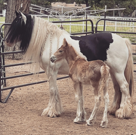 HorseID: 2310125 Gypsy Dreams Lily's Mayflower - PhotoID: 1094703