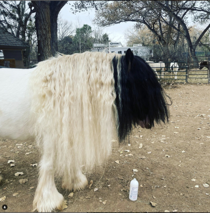 HorseID: 2310125 Gypsy Dreams Lily's Mayflower - PhotoID: 1094704