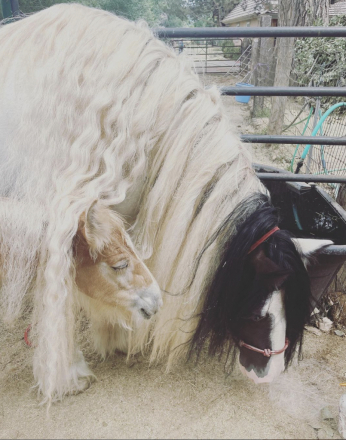 HorseID: 2310125 Gypsy Dreams Lily's Mayflower - PhotoID: 1094705