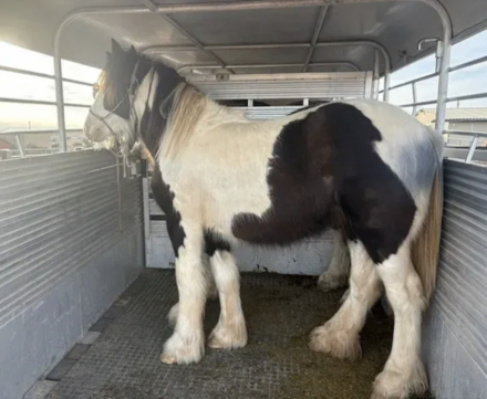 HorseID: 2310126 Braidmor's Lily of the Forrest Valley - PhotoID: 1094707