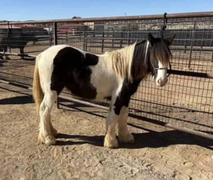 HorseID: 2310126 Braidmor's Lily of the Forrest Valley - PhotoID: 1094708