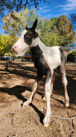 HorseID: 2310126 Braidmor's Lily of the Forrest Valley - PhotoID: 1094709
