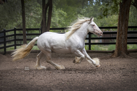HorseID: 2310127 Calidora's Duke of Lions - PhotoID: 1094711