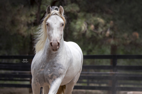 HorseID: 2310127 Calidora's Duke of Lions - PhotoID: 1094712