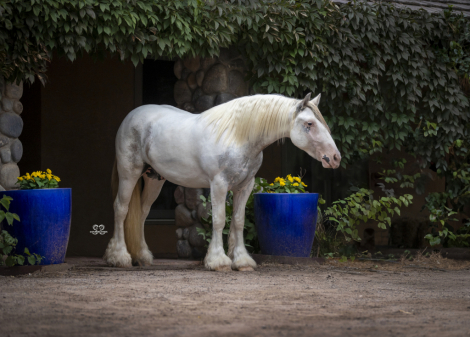 HorseID: 2310127 Calidora's Duke of Lions - PhotoID: 1094713