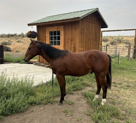 HorseID: 2310128 VII SUNDAYS HI JACKD - PhotoID: 1094717