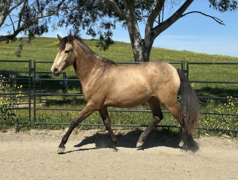 HorseID: 2310132 Umbriel WOW - PhotoID: 1094719