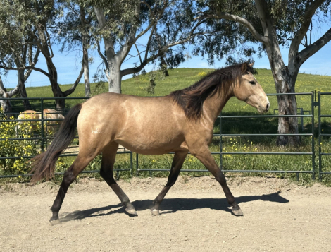 HorseID: 2310132 Umbriel WOW - PhotoID: 1094720