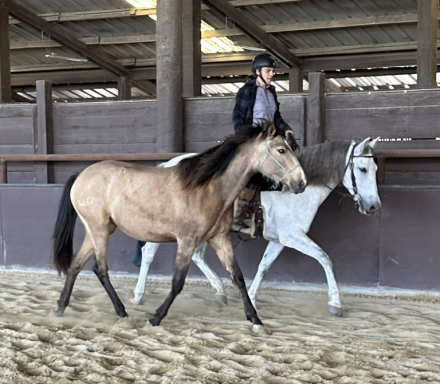 HorseID: 2310132 Umbriel WOW - PhotoID: 1094721