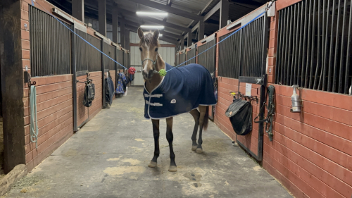 HorseID: 2310132 Umbriel WOW - PhotoID: 1094722