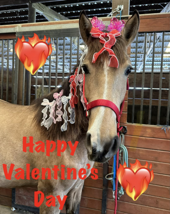 HorseID: 2310132 Umbriel WOW - PhotoID: 1094723