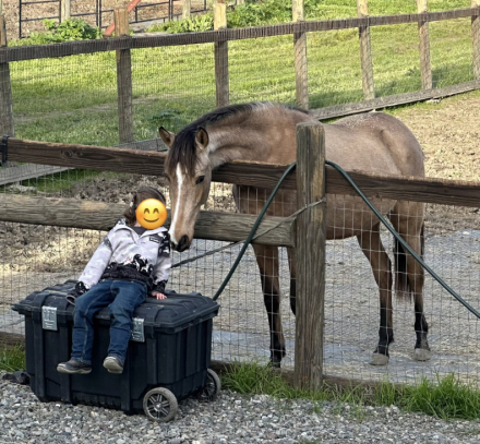 HorseID: 2310132 Umbriel WOW - PhotoID: 1094724