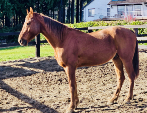 HorseID: 2310135 Jasper - PhotoID: 1095103