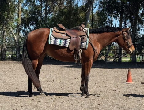 HorseID: 2310137 PDF Too Mightty To Zip - PhotoID: 1094883