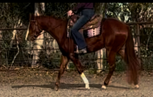 HorseID: 2310138 PDF Minute Maid - PhotoID: 1094884